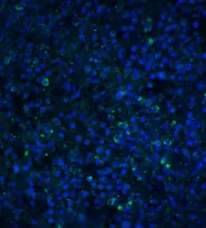 Anti-TIM-4 antibody used in IHC (Paraffin sections) (IHC-P). GTX31299