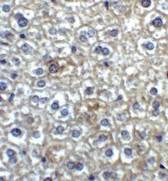 Anti-TIM-4 antibody used in IHC (Paraffin sections) (IHC-P). GTX31299