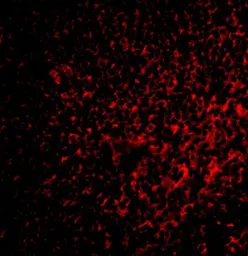 Anti-FAF1 antibody used in IHC (Paraffin sections) (IHC-P). GTX31302