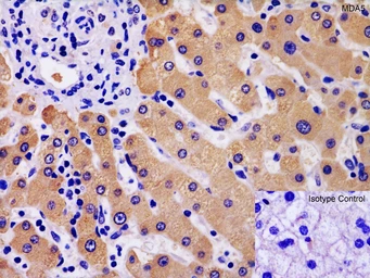 Anti-MDA5 antibody used in IHC (Paraffin sections) (IHC-P). GTX31304