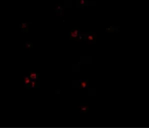 Anti-MDA5 antibody used in IHC (Paraffin sections) (IHC-P). GTX31305