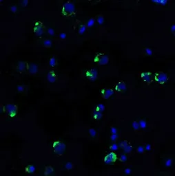 Anti-PD1 antibody used in Immunocytochemistry/ Immunofluorescence (ICC/IF). GTX31309