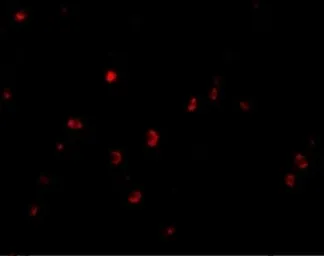 Anti-CD82 antibody used in IHC (Paraffin sections) (IHC-P). GTX31310