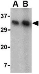 Anti-CD82 antibody used in Western Blot (WB). GTX31310