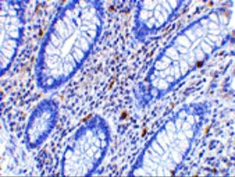 Anti-CD82 antibody used in IHC (Paraffin sections) (IHC-P). GTX31310
