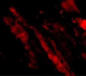Anti-SIN1 antibody used in IHC (Paraffin sections) (IHC-P). GTX31311