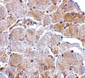 Anti-SIN1 antibody used in IHC (Paraffin sections) (IHC-P). GTX31311
