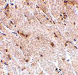Anti-SIN1 antibody used in IHC (Paraffin sections) (IHC-P). GTX31312