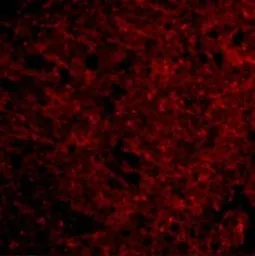 Anti-Presenilin 1 antibody used in IHC (Paraffin sections) (IHC-P). GTX31313