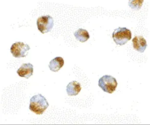 Anti-BUB3 antibody used in Immunocytochemistry/ Immunofluorescence (ICC/IF). GTX31314