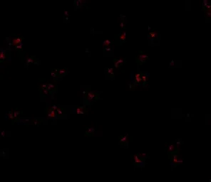 Anti-BUB3 antibody used in Immunocytochemistry/ Immunofluorescence (ICC/IF). GTX31314