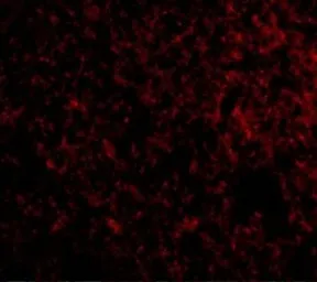 Anti-IEX1 antibody used in IHC (Paraffin sections) (IHC-P). GTX31315
