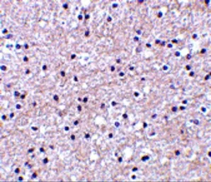 Anti-IEX1 antibody used in IHC (Paraffin sections) (IHC-P). GTX31315