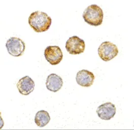 Anti-DISC1 antibody used in Immunocytochemistry/ Immunofluorescence (ICC/IF). GTX31320