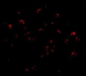 Anti-TRIM25 antibody used in Immunocytochemistry/ Immunofluorescence (ICC/IF). GTX31323