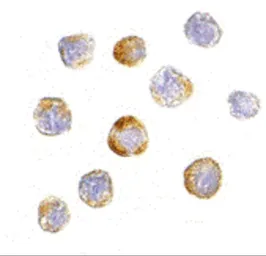 Anti-TRIM25 antibody used in Immunocytochemistry/ Immunofluorescence (ICC/IF). GTX31323