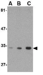 Anti-ATG10 antibody used in Western Blot (WB). GTX31329