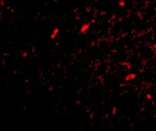 Anti-FBXL20 antibody used in IHC (Paraffin sections) (IHC-P). GTX31331