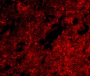 Anti-SLITRK1 antibody used in IHC (Paraffin sections) (IHC-P). GTX31332