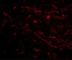 Anti-SIRT2 antibody used in IHC (Paraffin sections) (IHC-P). GTX31335