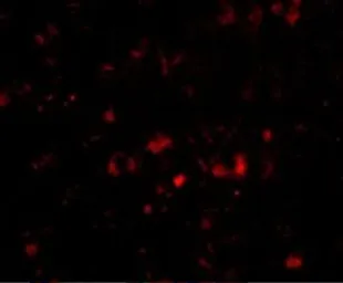 Anti-NP2 antibody used in IHC (Paraffin sections) (IHC-P). GTX31338