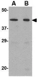 Anti-NP2 antibody used in Western Blot (WB). GTX31338