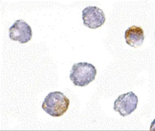 Anti-GRTP1 antibody used in Immunocytochemistry/ Immunofluorescence (ICC/IF). GTX31339