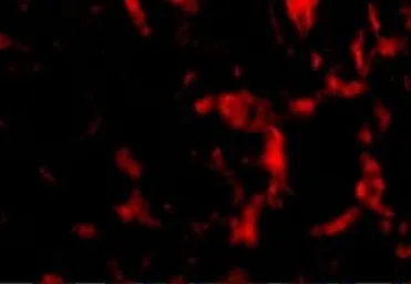 Anti-Wnt10a antibody used in IHC (Paraffin sections) (IHC-P). GTX31345