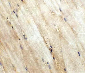 Anti-Wnt10a antibody used in IHC (Paraffin sections) (IHC-P). GTX31345