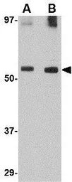 Anti-GDF6 antibody used in Western Blot (WB). GTX31348