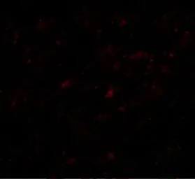 Anti-LASS5 antibody used in IHC (Paraffin sections) (IHC-P). GTX31350