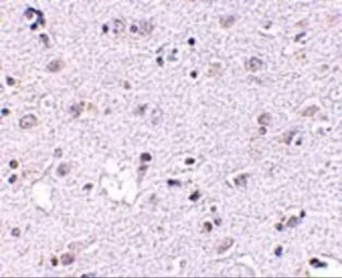 Anti-LASS5 antibody used in IHC (Paraffin sections) (IHC-P). GTX31350