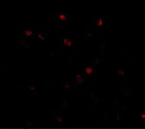 Anti-NUP160 antibody used in IHC (Paraffin sections) (IHC-P). GTX31354