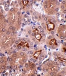 Anti-OTUD5 antibody used in IHC (Paraffin sections) (IHC-P). GTX31361