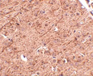 Anti-LASS5 antibody used in IHC (Paraffin sections) (IHC-P). GTX31365