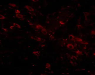 Anti-GLE1 antibody used in IHC (Paraffin sections) (IHC-P). GTX31366