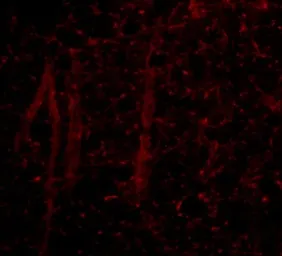 Anti-GLE1 antibody used in IHC (Paraffin sections) (IHC-P). GTX31368