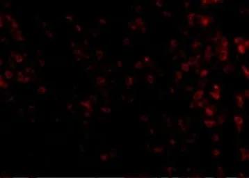 Anti-KLRA1 antibody used in IHC (Paraffin sections) (IHC-P). GTX31370