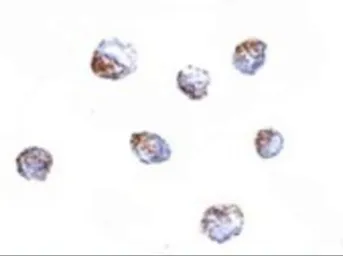 Anti-KLRA1 antibody used in Immunocytochemistry/ Immunofluorescence (ICC/IF). GTX31371