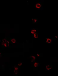 Anti-KLRA1 antibody used in Immunocytochemistry/ Immunofluorescence (ICC/IF). GTX31371
