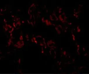 Anti-TNFAIP3 antibody used in IHC (Paraffin sections) (IHC-P). GTX31376