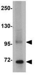 Anti-TNFAIP3 antibody used in Western Blot (WB). GTX31376