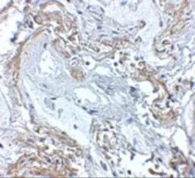 Anti-TNFAIP3 antibody used in IHC (Paraffin sections) (IHC-P). GTX31376