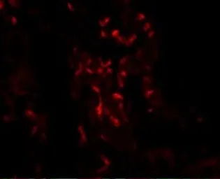 Anti-TNFAIP3 antibody used in IHC (Paraffin sections) (IHC-P). GTX31378