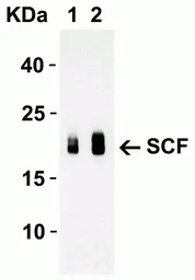 Anti-SCF antibody used in Western Blot (WB). GTX31379