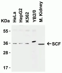 Anti-SCF antibody used in Western Blot (WB). GTX31379