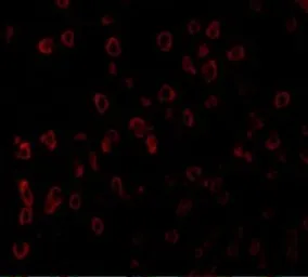 Anti-SCF antibody used in IHC (Paraffin sections) (IHC-P). GTX31379