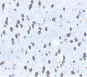 Anti-SCF antibody used in IHC (Paraffin sections) (IHC-P). GTX31379
