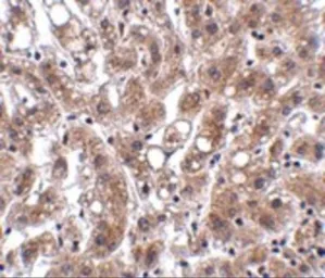 Anti-THEM4 antibody used in IHC (Paraffin sections) (IHC-P). GTX31383