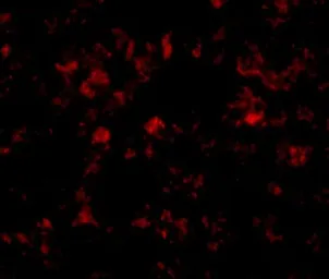 Anti-THEM4 antibody used in IHC (Paraffin sections) (IHC-P). GTX31383